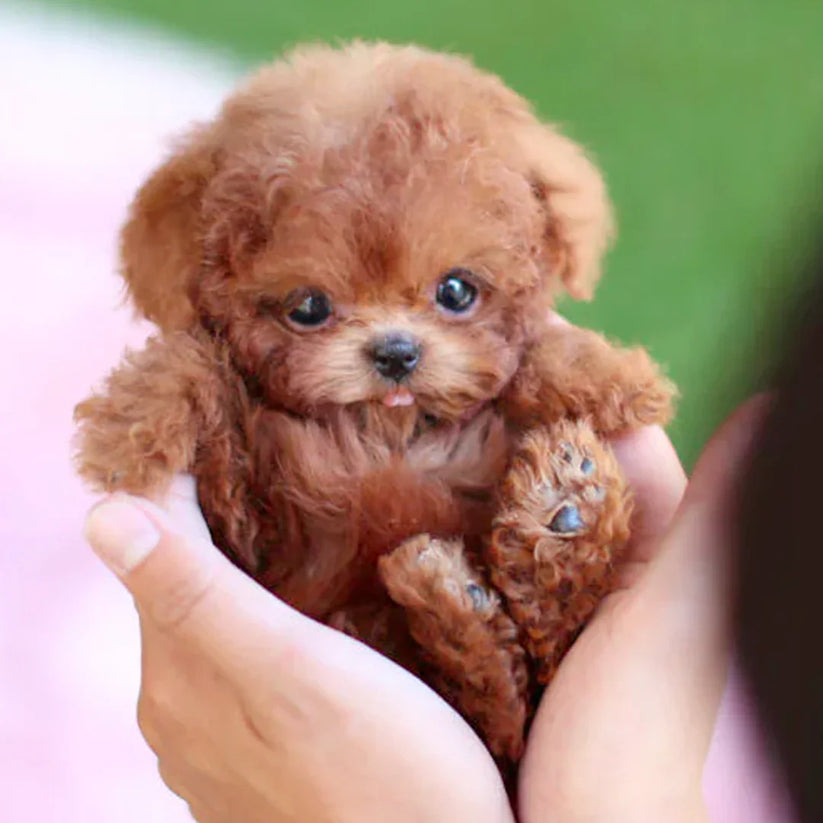 【OFFICIAL STORE】🐶Nico - Yovot™ My Realistic Robot Puppy (Limited Time Last Day Offer)